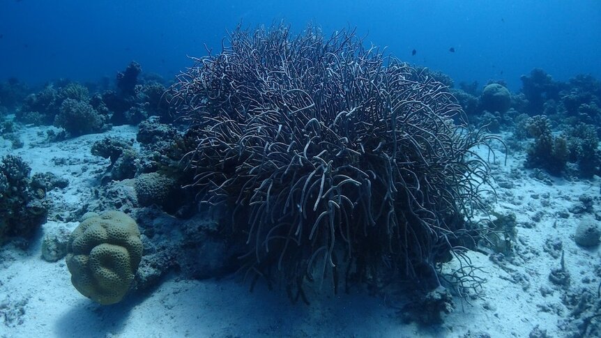 Gorgonian Coral