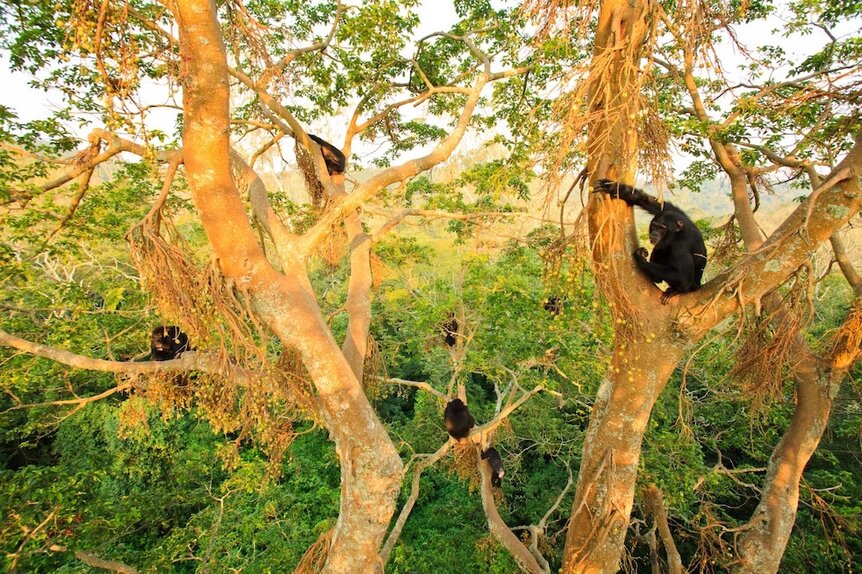 A Group Of Chimpanzees At Kibale National Park Uganda