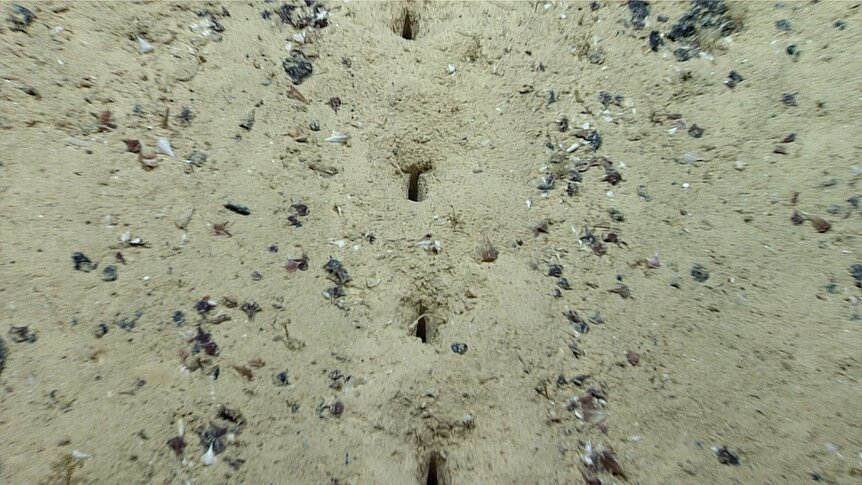 Close Up Holes In The Seafloor