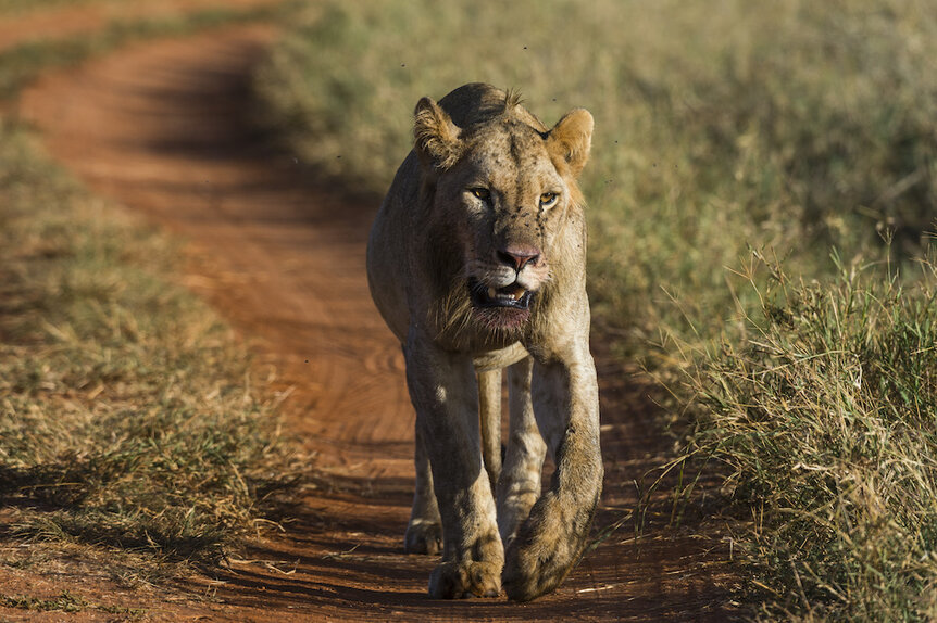 Lion in Tsavo