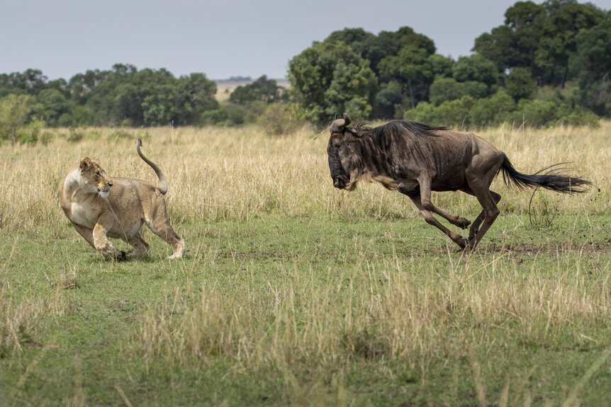 Wildebeest Hunting Lioness
