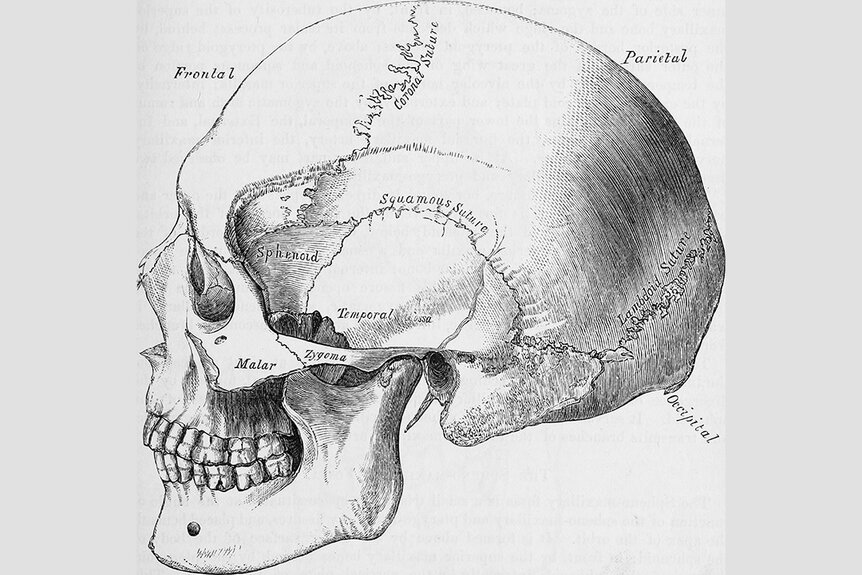 Black and white print of a human skull