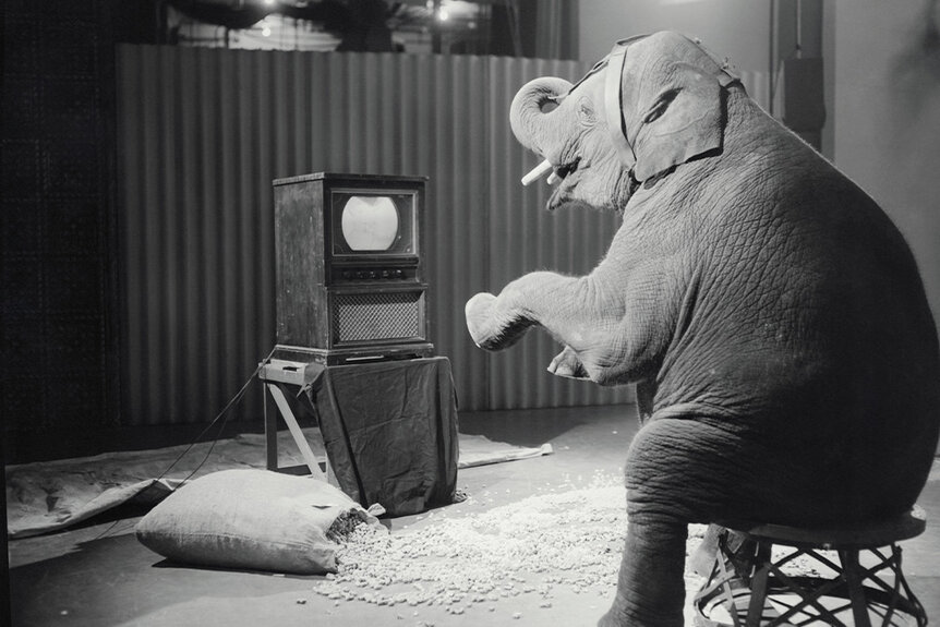 Tusko the baby elephant watching TV