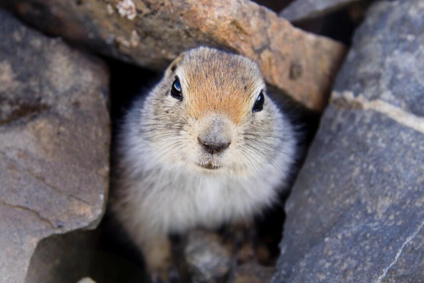 Arctic Ground Squirrel (Spermophilus parryii)