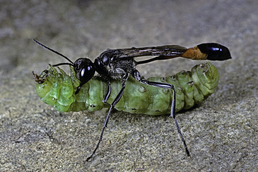 A parasitic red-banded sand wasp carrying a caterpillar