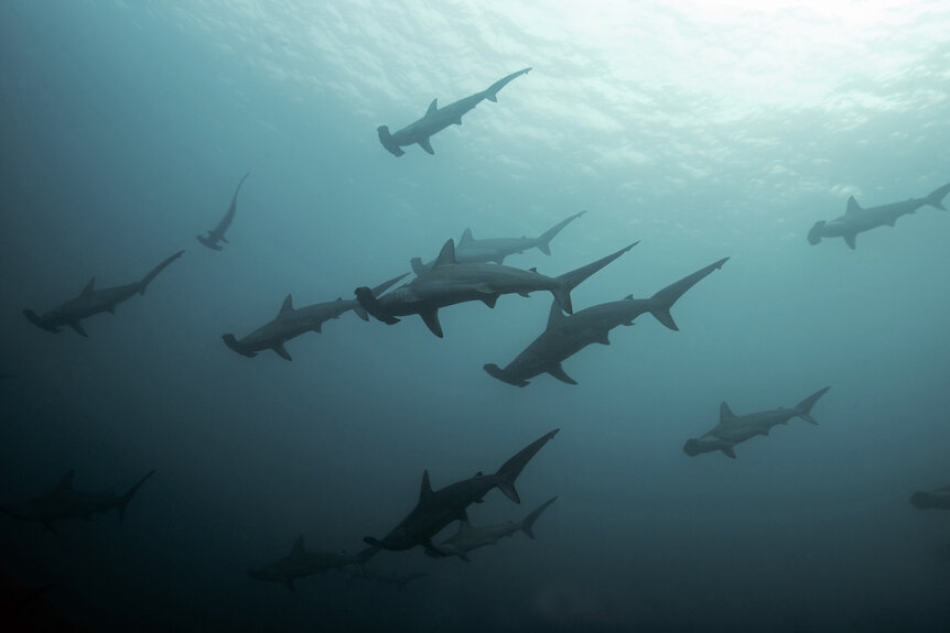 School of scalloped hammerhead sharks
