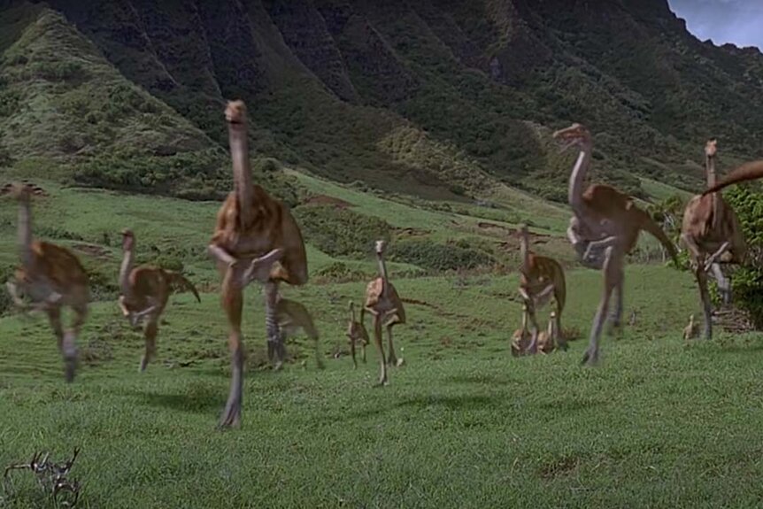 A herd of Gallimimus running toward the camera in the Jurassic Park film series.