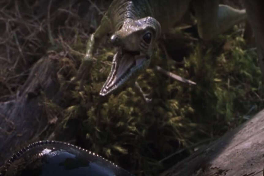 A Procompsognathus roars in the  Jurassic Park film series.
