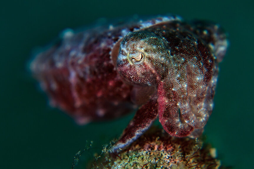 A closeup of a stumpy-spined cuttlefish