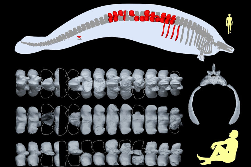 Illustration of recovered bones