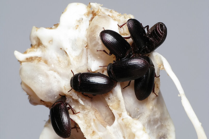 Darkling beetles feeding on a skull