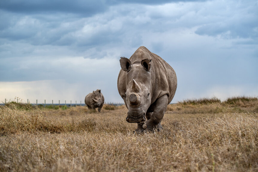 Northern white rhinos graze in a field,