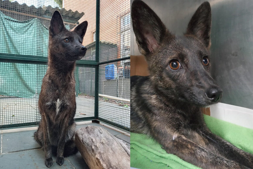 The first confirmed dog-fox hybrid, Dogxim, at an animal rehab facility in Brazil; Dogxim laying down
