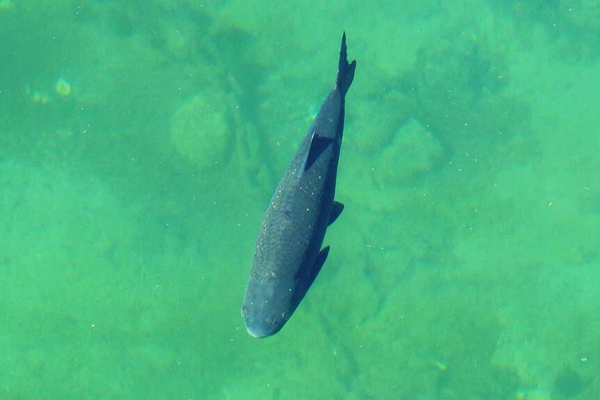 A European Whitefish swims in green waters.