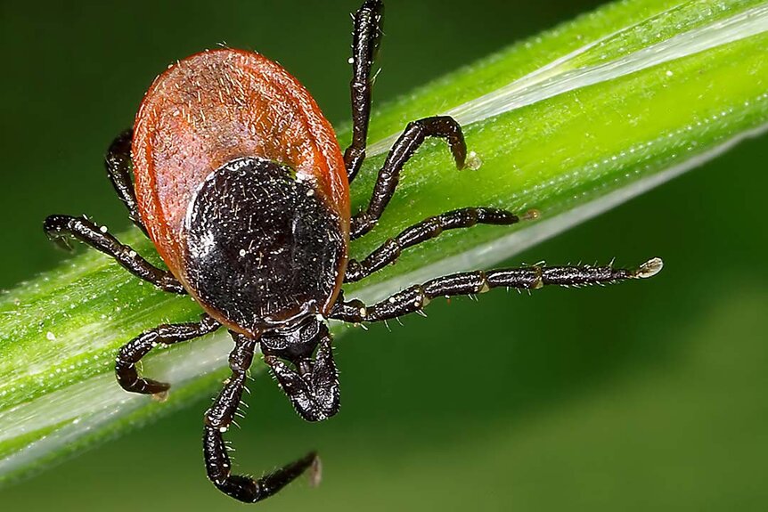 Close-up of a tick on a blade of grass.