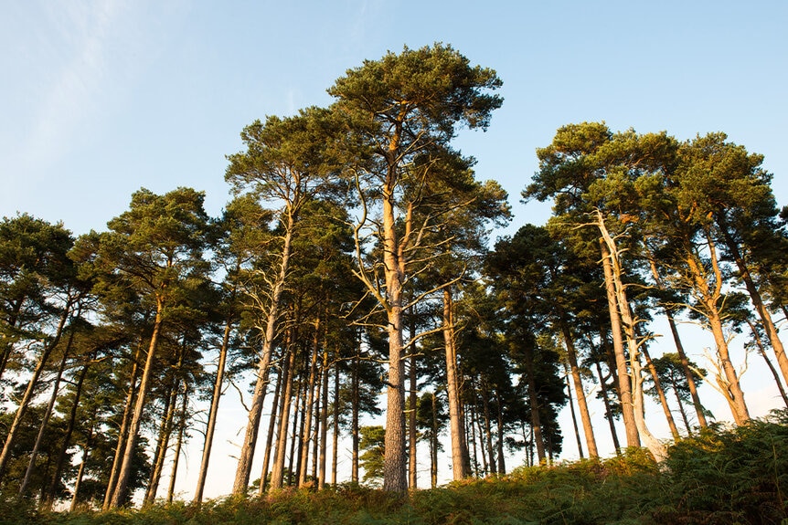 Stand of Scots pines (Pinus sylvestris) in Ashdown Forest, Sussex, England.