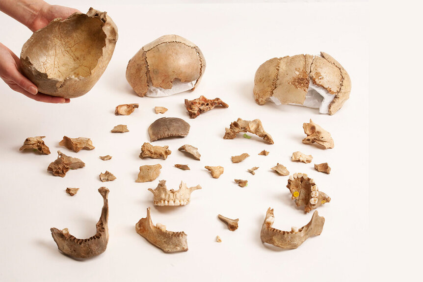 A hand holds a collection of skull cups and human bone fragments from Gough's Cave in England