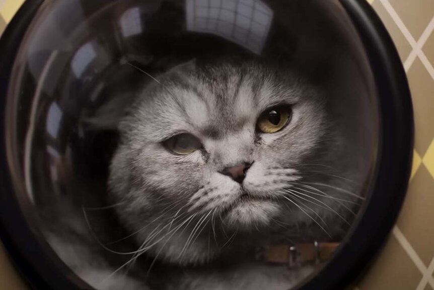A cat peers out of the window of it's carrier in Argylle (2024).