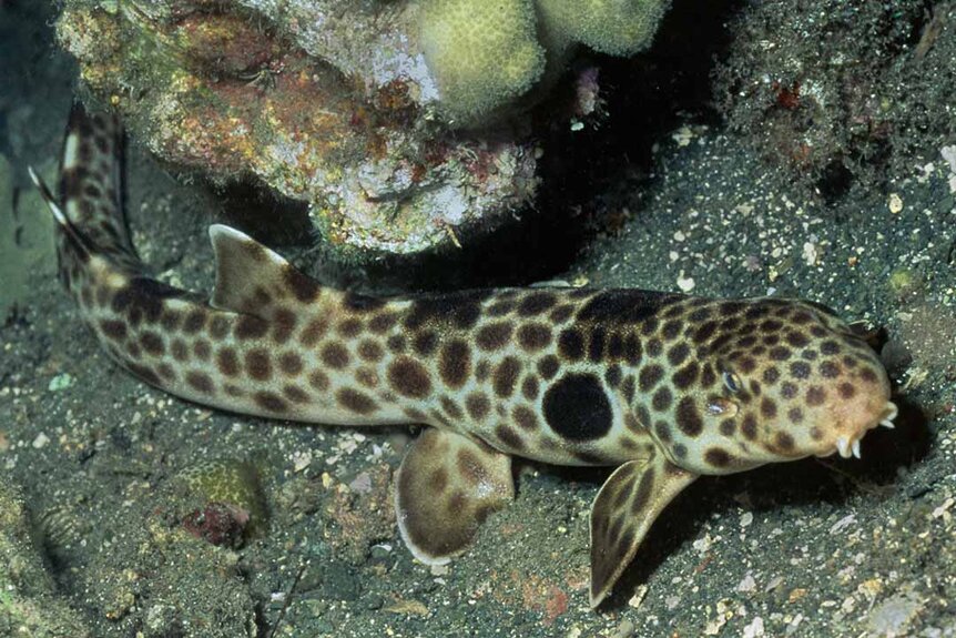 A spotted Milne Bay Epaulette Shark swims in Papua New Guinea.