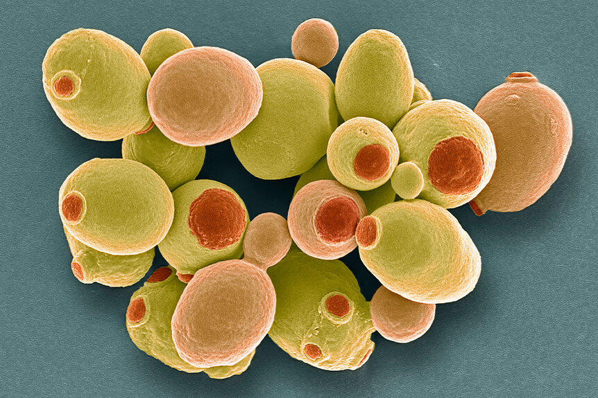 Cells of brewer's or baker's yeast (Saccharomyces cerevisiae), seen through an electron micrograph (SEM).