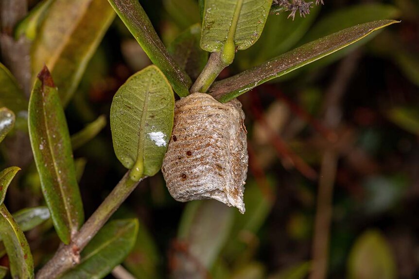 Mantid egg case attached to plant