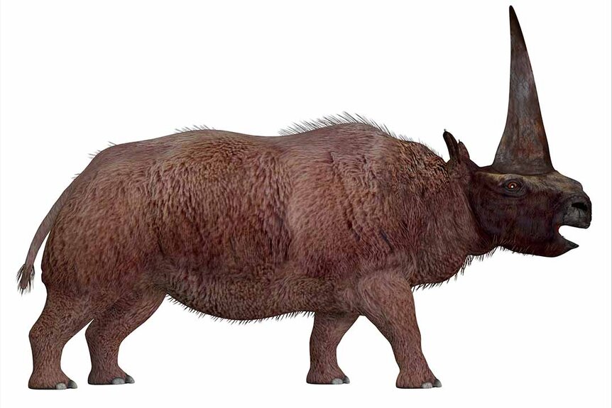Elasmotherium, a horned extinct mammal.