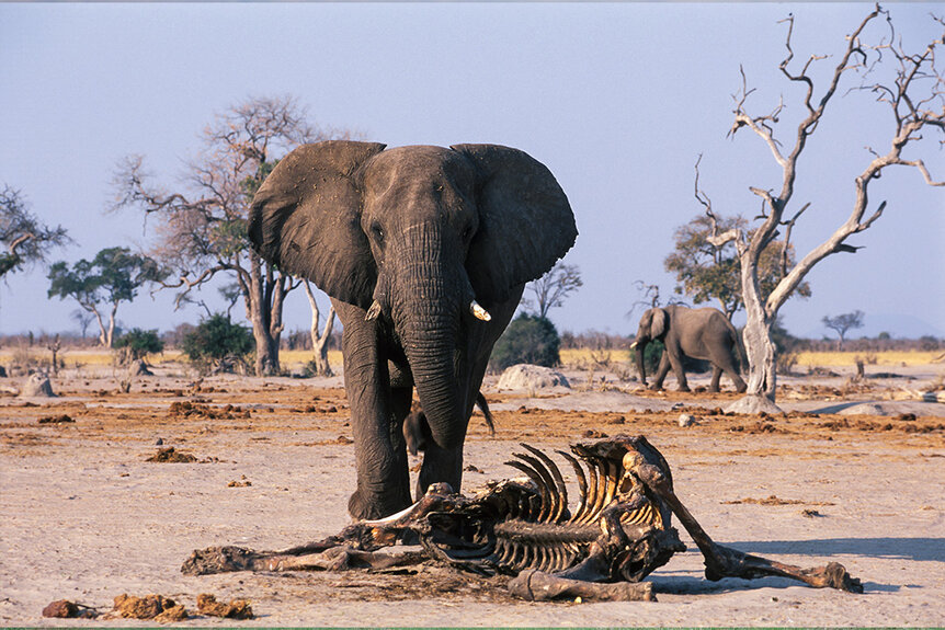Live elephant stands guard over the corpse of another elephant in the desert.