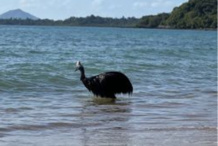 Cassowary emerging from the ocean after a swim at Bingil Bay