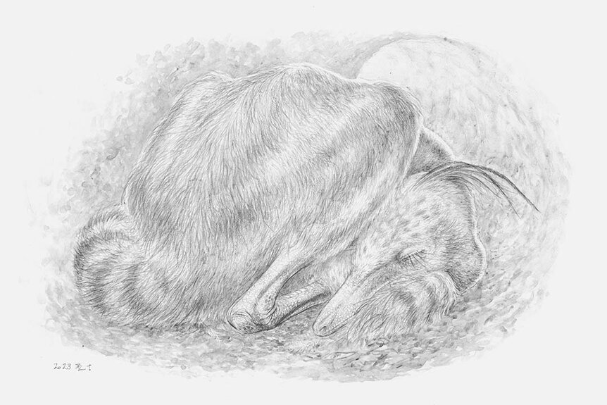 An illustrated life restoration of Jaculinykus yaruui in its sleeping position