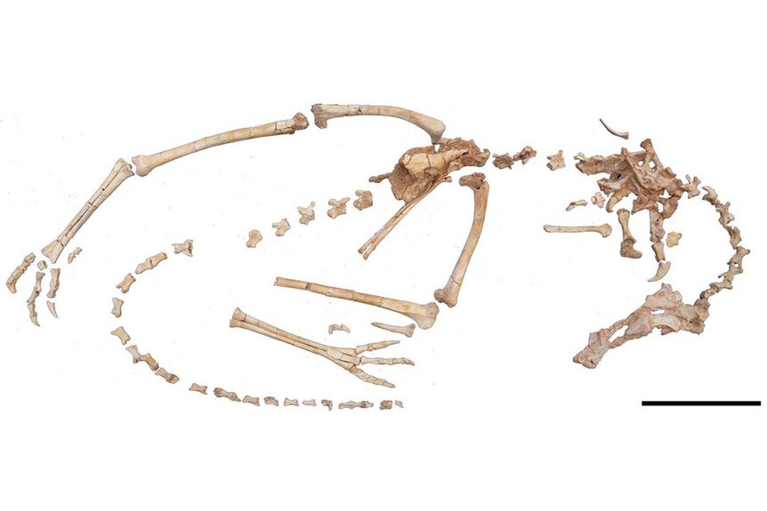 Image of the articulated alvarezsaurid skeleton