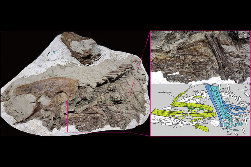 A labeled illustration of Gorgosaurus stomach contents.