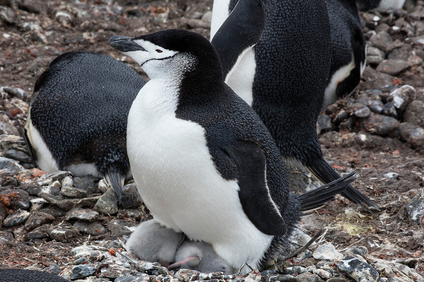 Black and white nesting Chinstrap penguin (Pygoscelis antarctica).