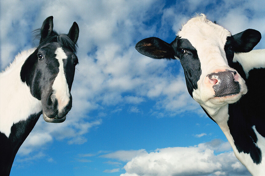 A closeup of a horse and cow with the sky behind them.