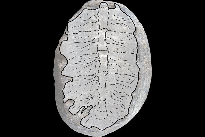 A hatchling fossil overlaid with a diagram of where the vertebrae and ribs would have been positioned in life.