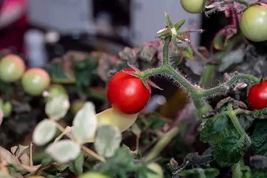 Tiny space tomatoes grow in the International Space Station.