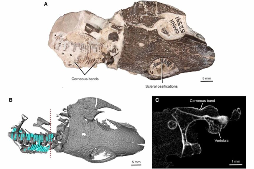 A diagram analyzing Captorhinus aguti fossil.
