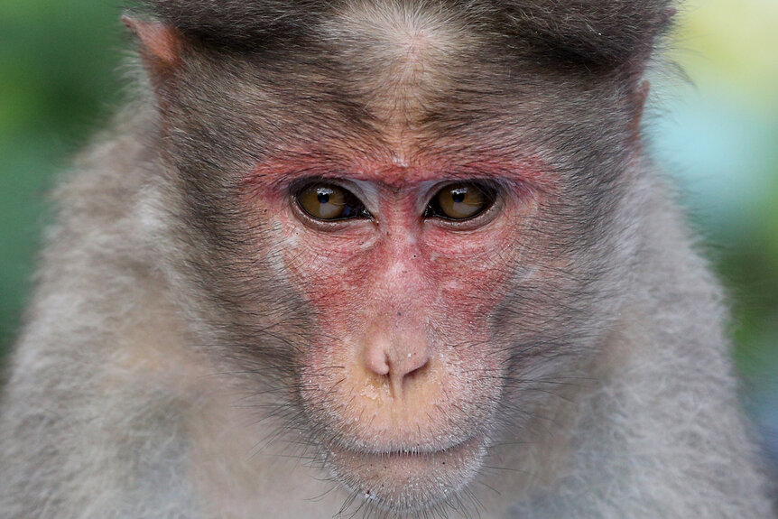 A Rhesus monkey stares.