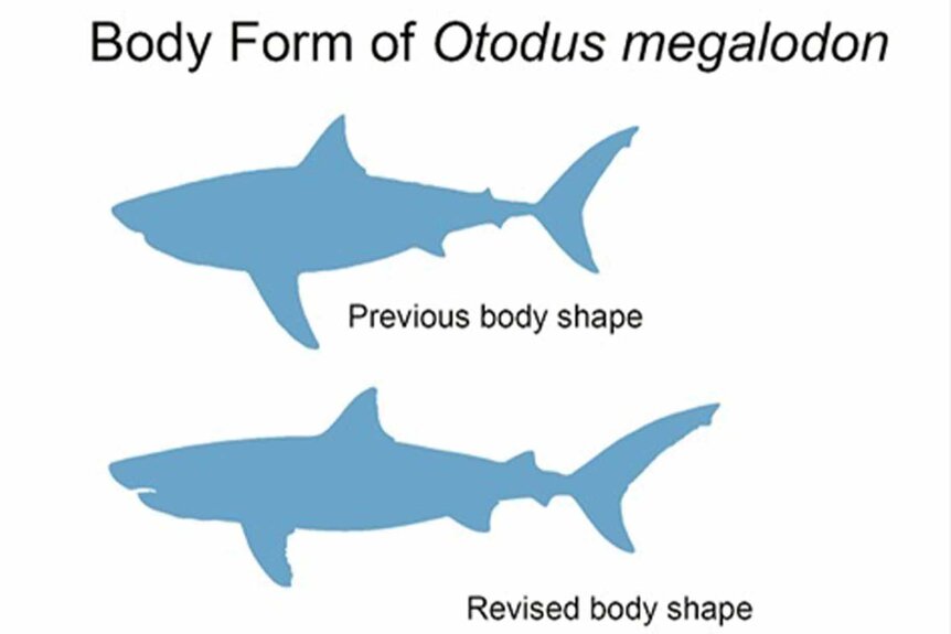 A diagram of two Megalodon body shapes.