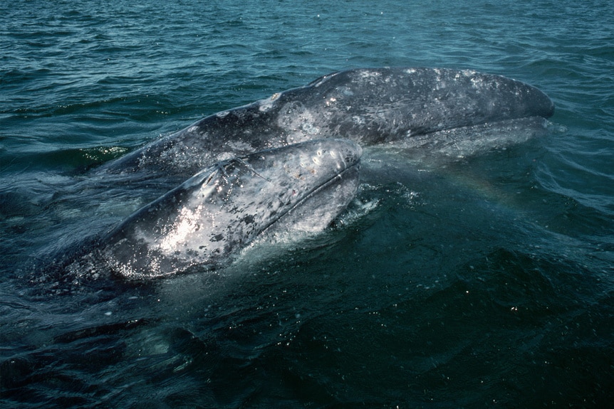 A pair of gray whales swim in water.