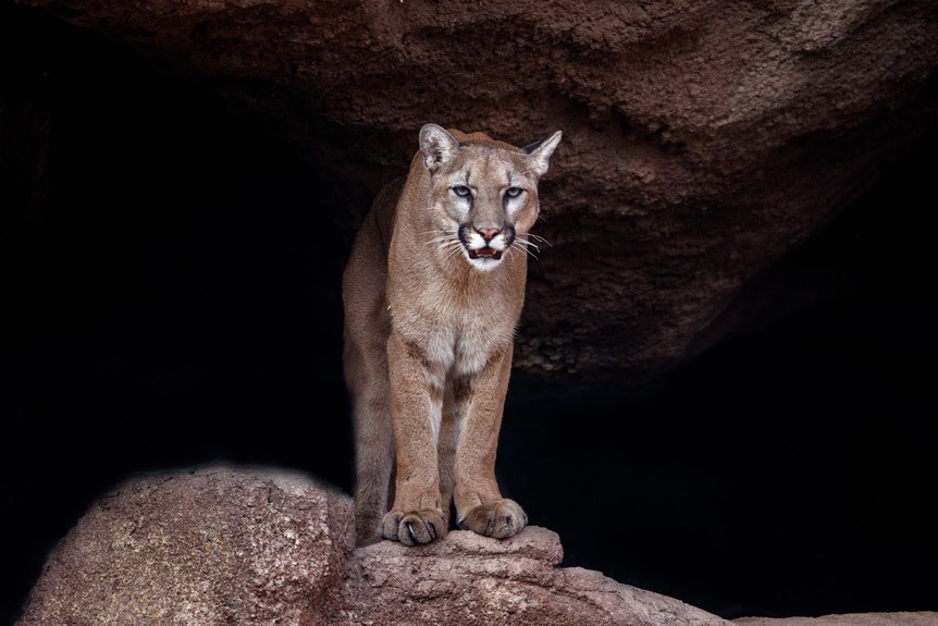 A mountain lion stands at the entrance to a cave.
