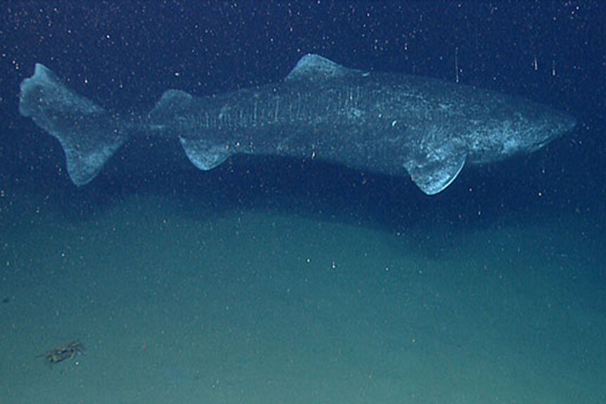 A Greenland shark.