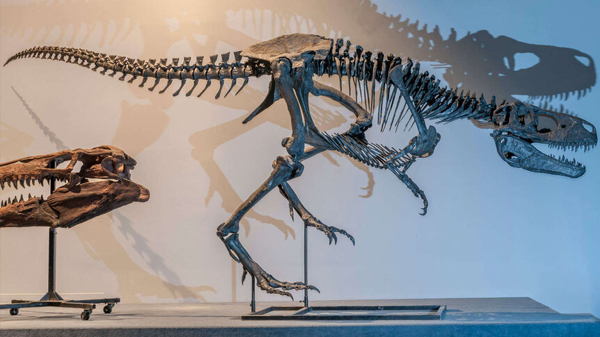 Albertosaurus fossil