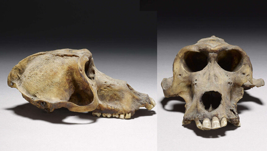baboon skulls
