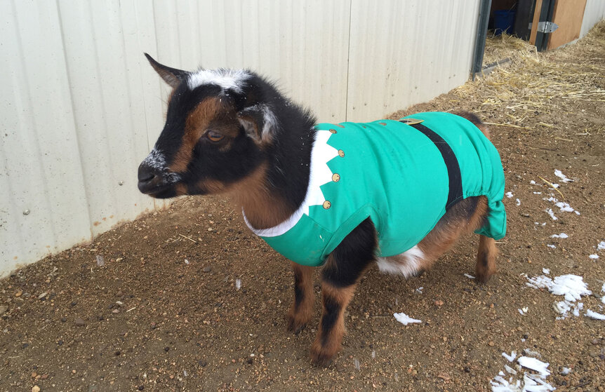 Clayton the elf goat. Credit: Phil Plait