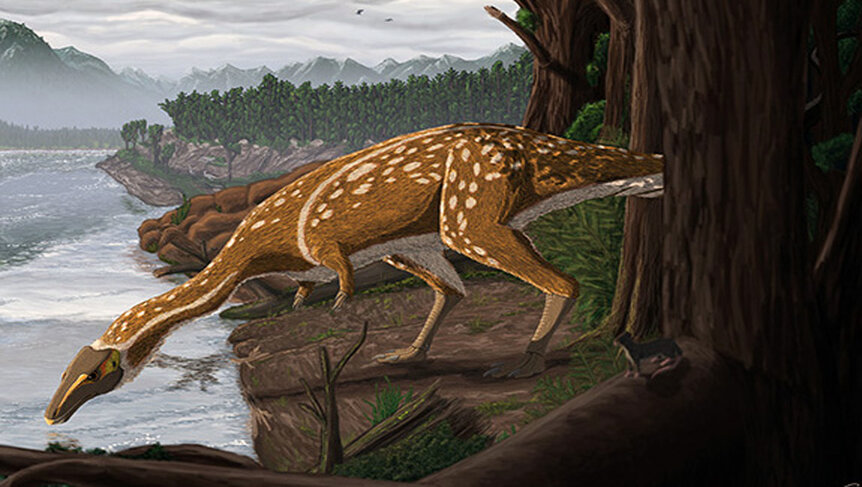 elaphrosaur