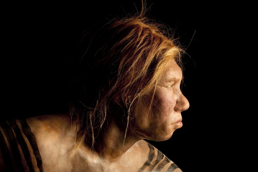 Neanderthal Woman Built by Dutch Scientists