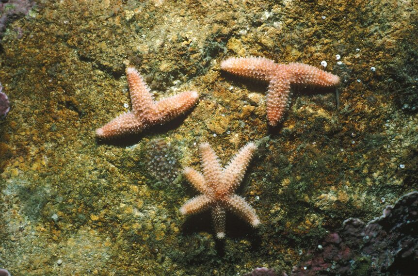 Starfish Limb Regeneration