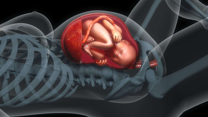 Fetus in Placenta