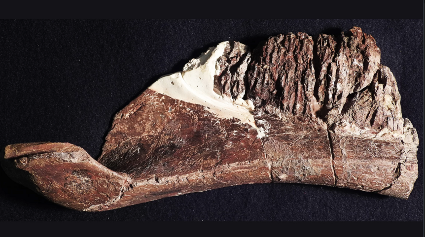 Hadrosaur Jaw