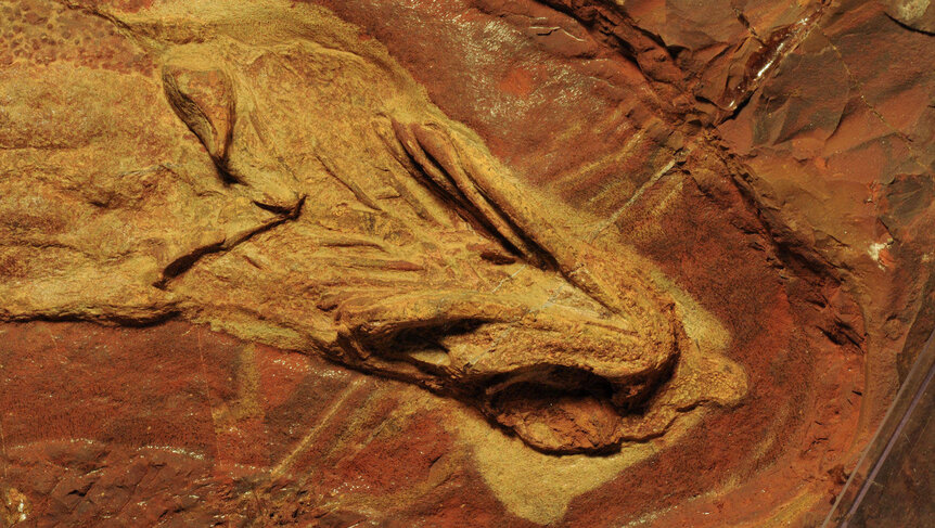 jaw fossil